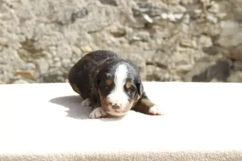 Bouvier Bernois  Chiot 5 De La Vallée De L'Hyrome