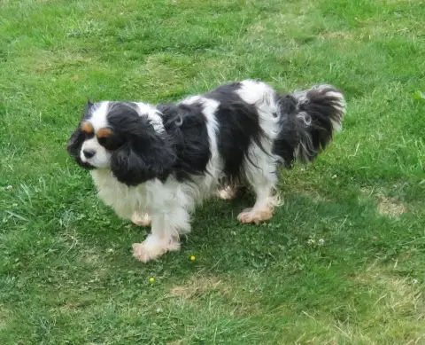 Cavalier King Charles Spaniel photo 3