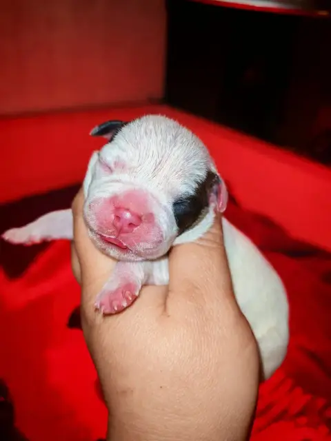 Staffordshire Bull Terrier  Femelle 2 Spirit Wolf Add 19aaa