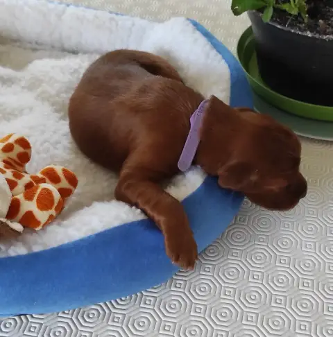 Adopter Setter Irlandais Rouge 
                        Chiot 09999