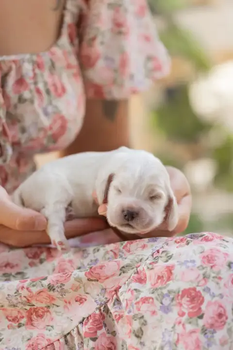 Cocker Spaniel Anglais  Chiot N°2 Zorsky