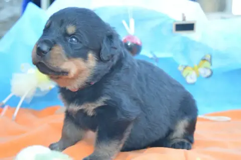 Rottweiler  Collier Rose Des Gardiens De Feu photo 3