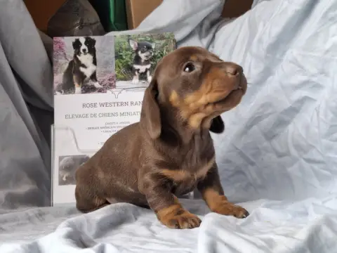 Teckel Poil Ras  Chiot Nain,Kaninchen Teste Indemne 9b227