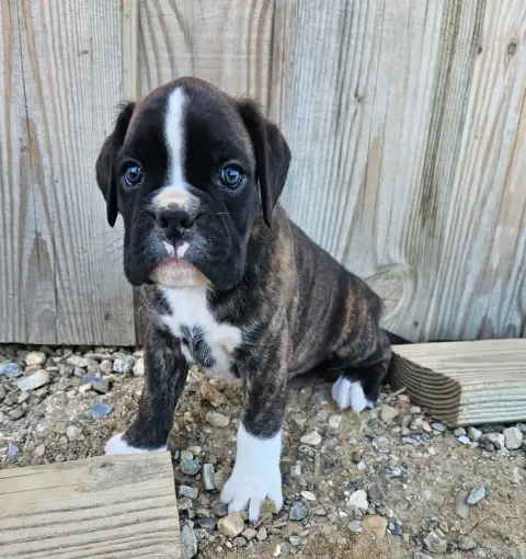 Boxer  Chiot N°5 Du Soleil De L'Aurion