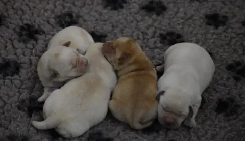 Labrador Retriever  Mâle Sable Du Moulin Sault