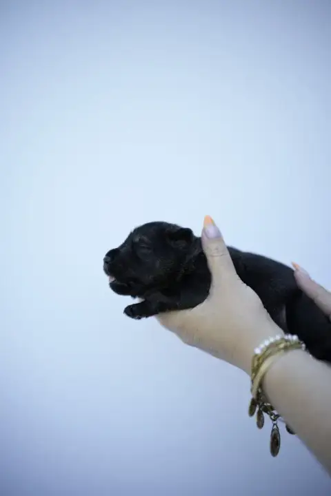 Schnauzer  Chiot 4 Du Domaine De Prescalix