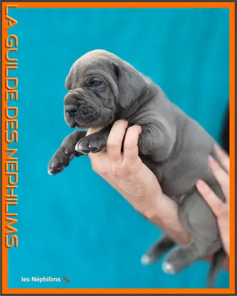 Dogue Allemand  Björn Côtes De Fer De La Guilde Des N 2e0d9