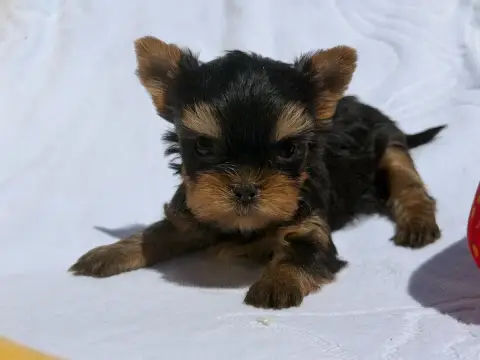 Yorkshire Terrier  Chiot N°1 Du Moulin De Madjurie photo 2