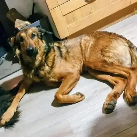 Chien Iko