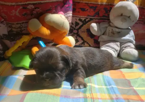 Lhassa Apso  Petite photo 2