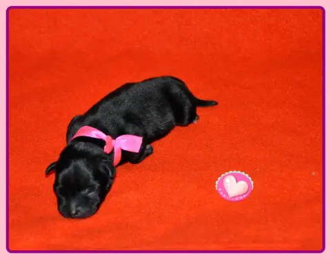 Staffordshire Bull Terrier  B........... Solfarino photo 3