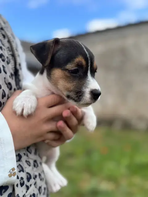 Jack Russell Terrier  Bonnie Tyler Des Joyaux De La P 4b43f