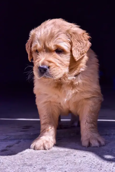 Golden Retriever  Onyx Du Trievoz-