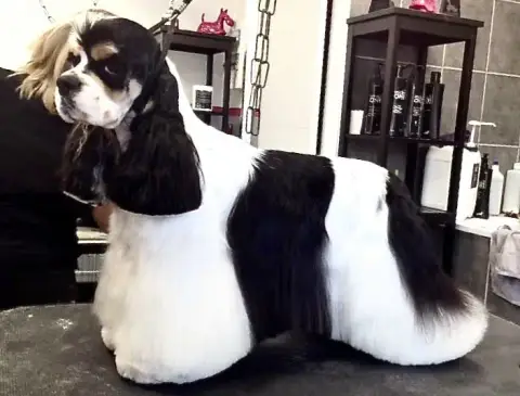 American Cocker Spaniel  Brooklin photo 3