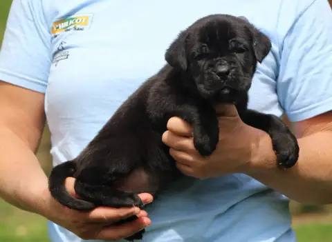 Cane Corso  Chiot N°4 photo 3