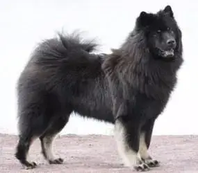 Eurasier  M. Violet Des Délices De Beltaine photo 3