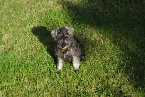Schnauzer Miniature  Broceliande A L'Ouest Des Prés D 44524