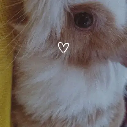 Lapin Nain A Vendre