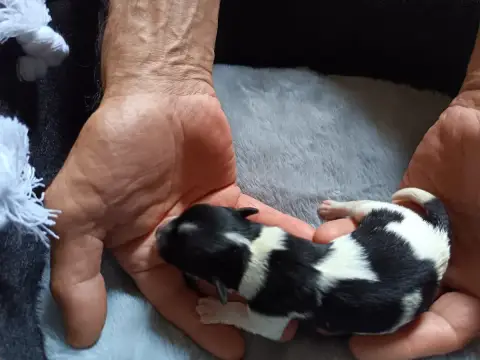 Bichon Havanais  Chiot N°5 Au Bonheur Des Canins photo 2
