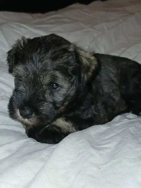 Schnauzer Miniature  Chiot N°2 De La Vallée Sacré