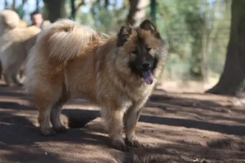 Eurasier  Leia Du Royaume D'Ebène photo 3