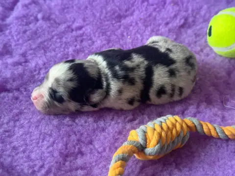 Berger Américain Miniature  Femelle Bleue Merle Du Do a9a86