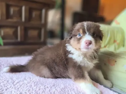 Berger Australien  Chiot photo 2