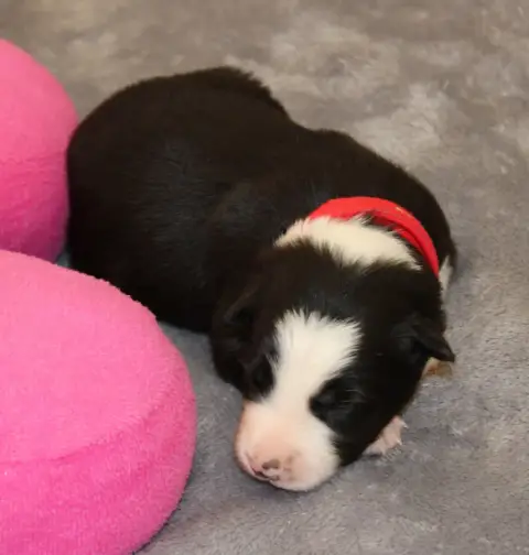 Border Collie 
                        Collier Rouge  4b0ff photo 2