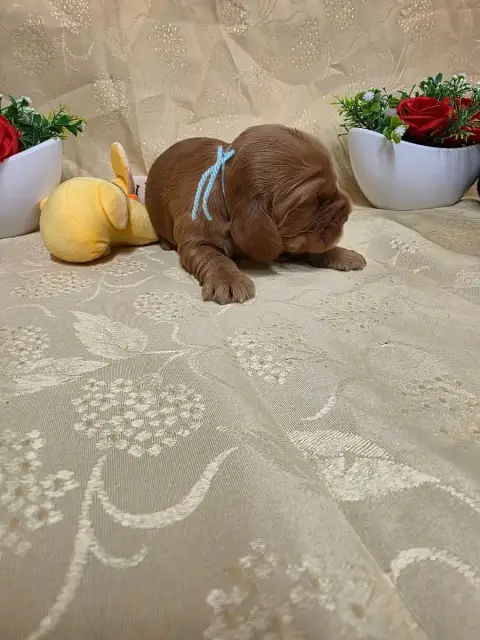Cocker Spaniel Anglais 
                        B.... 6dbaf photo 2
