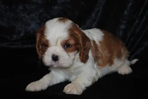Cavalier King Charles Spaniel  Bandit De La Colline A 1dc82