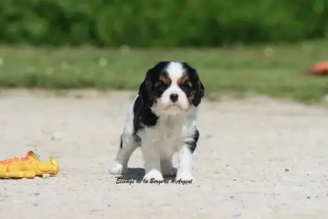 Cavalier King Charles Spaniel  Baïka De La Bergerie D db1bb
