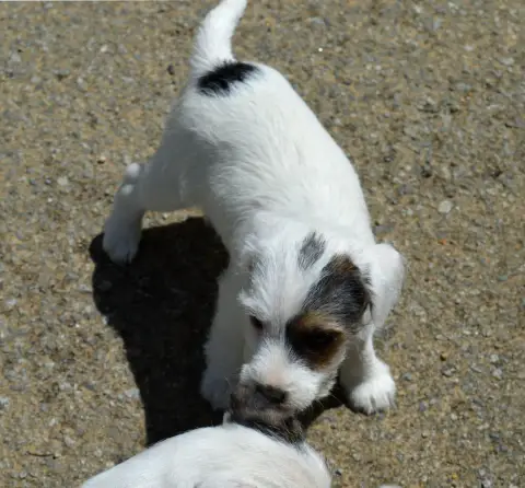 Parson Russell Terrier  Billy The Kid Du Jardin D'Inu c1b0c photo 3