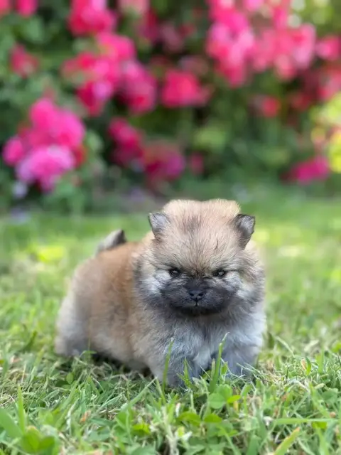 Spitz Allemand  Chiot N°1 Des Pom'S D'An Arvor
