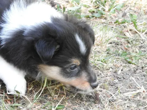 Shetland Sheepdog  Chiot 1 Du Puits Saint Loup photo 3