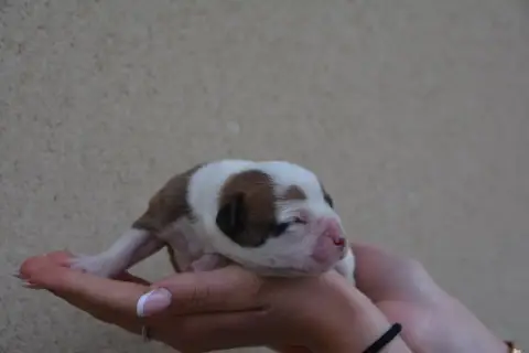 Bulldog Continental  Chiot 2 Du Haut De La Girauderie 5ac00
