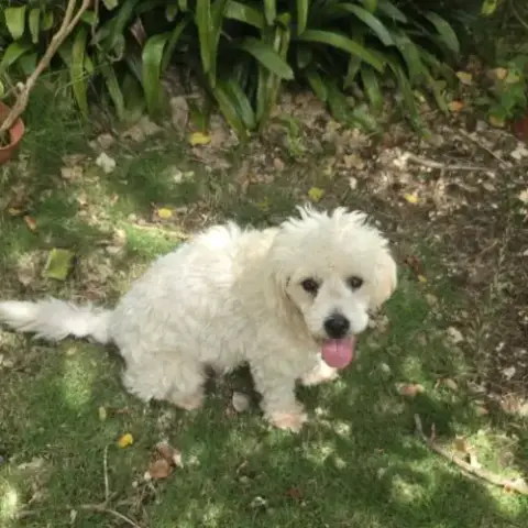 Loulou Boule D'Amour