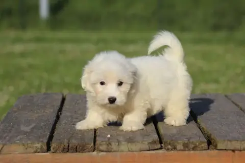 Coton De Tulear  Bart Le Bois De La Brousse photo 2