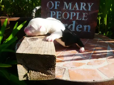 Bobtail  Chiot 4 Of Mary People photo 2