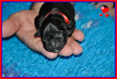 Staffordshire Bull Terrier  B............... Solfarin 376de photo 3