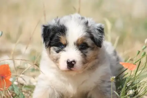 Berger Australien  Chiot N°2 De L'Esprit Blanc Des Mo 07375