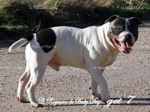 Staffordshire Bull Terrier  Brume Du Royaume De Baby  7f9f5 photo 2