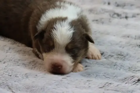 Berger Australien  Bohemian Rapsody "Buddy" Des Gardi ea36e