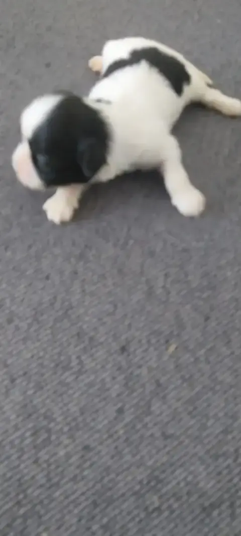 Shih Tzu  Chiot N°5 Du Domaine Du Village Fleuri