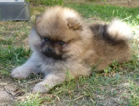 Spitz Allemand  Bea Des Petits Ecureuils photo 3