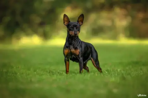 Pinscher Nain  Collier Mauve De La Plaine Bretonne photo 3