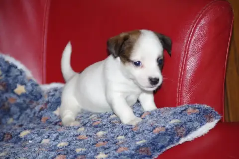 Jack Russell Terrier  Bijou A L'Ouest Des Prés De L'A 9264e
