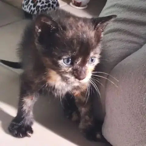 Chaton Comète