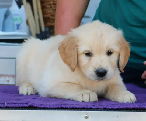Golden Retriever  Chiot N°7 Jaune De Windy'Stia photo 3