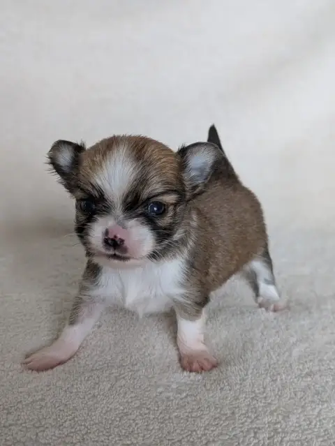 Chihuahua  Al Capone Ladi Lafé photo 2