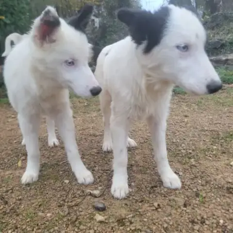 Chiots Laika/Husky